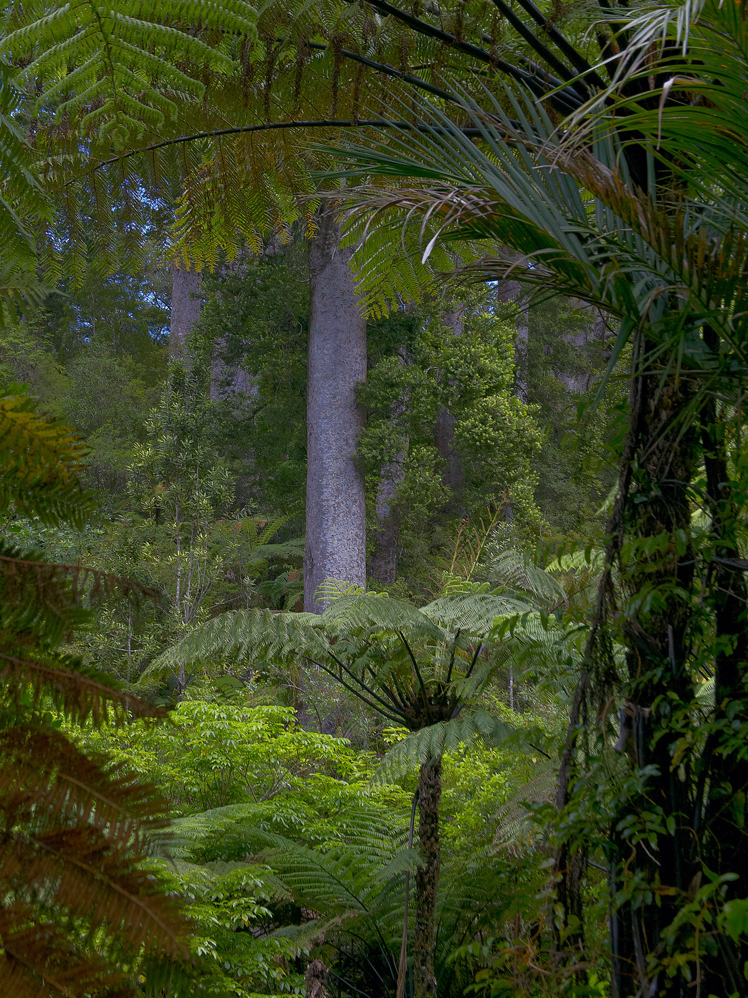 Kaori trees, Waipoa forest
